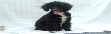 Miniature Poodle Puppy 4 Bonnie