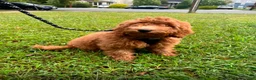 Mixed Breed dogs for sale: Gemma - Ad 4