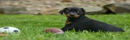Doberman Pinscher dogs for sale: Duke (Black Rust)🐶🤎✨ - Ad 4