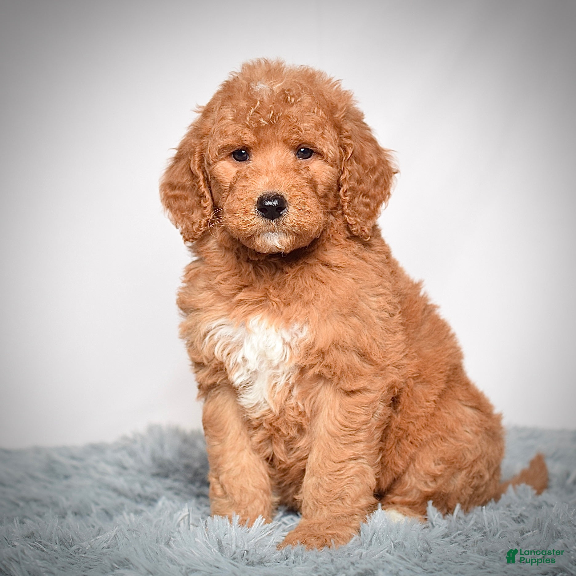 Mini Goldendoodle dogs Mr. Indie - Ad 17