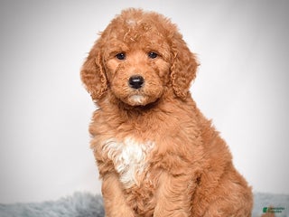 Mini Goldendoodle dogs Mr. Indie - Ad 10