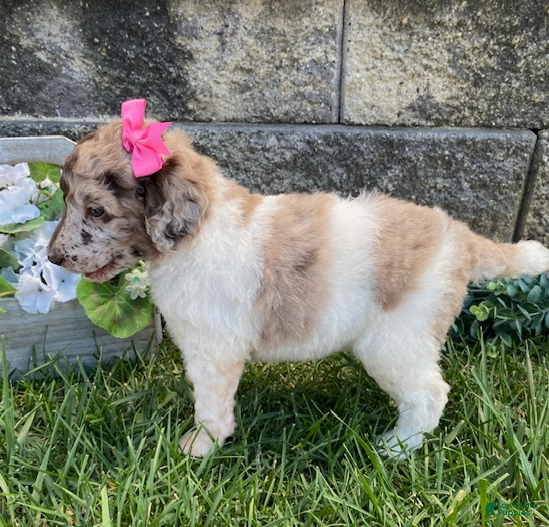 Standard Poodle dogs for sale: Tulip- genetic clear - Ad 2