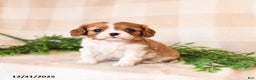 Cavalier King Charles Spaniel dogs for sale: Skippy - Ad 2