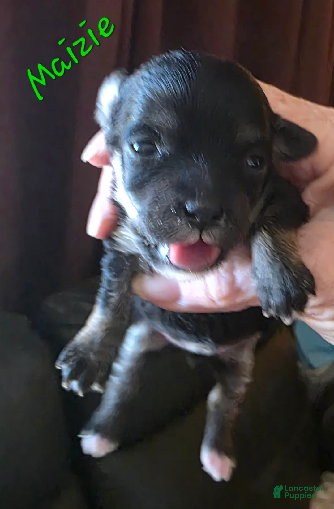 Toy Poodle dogs for sale: Bubba - Ad 16
