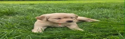 Golden Retriever dogs for sale: Golden Retriever Puppy 2 - Ad 2