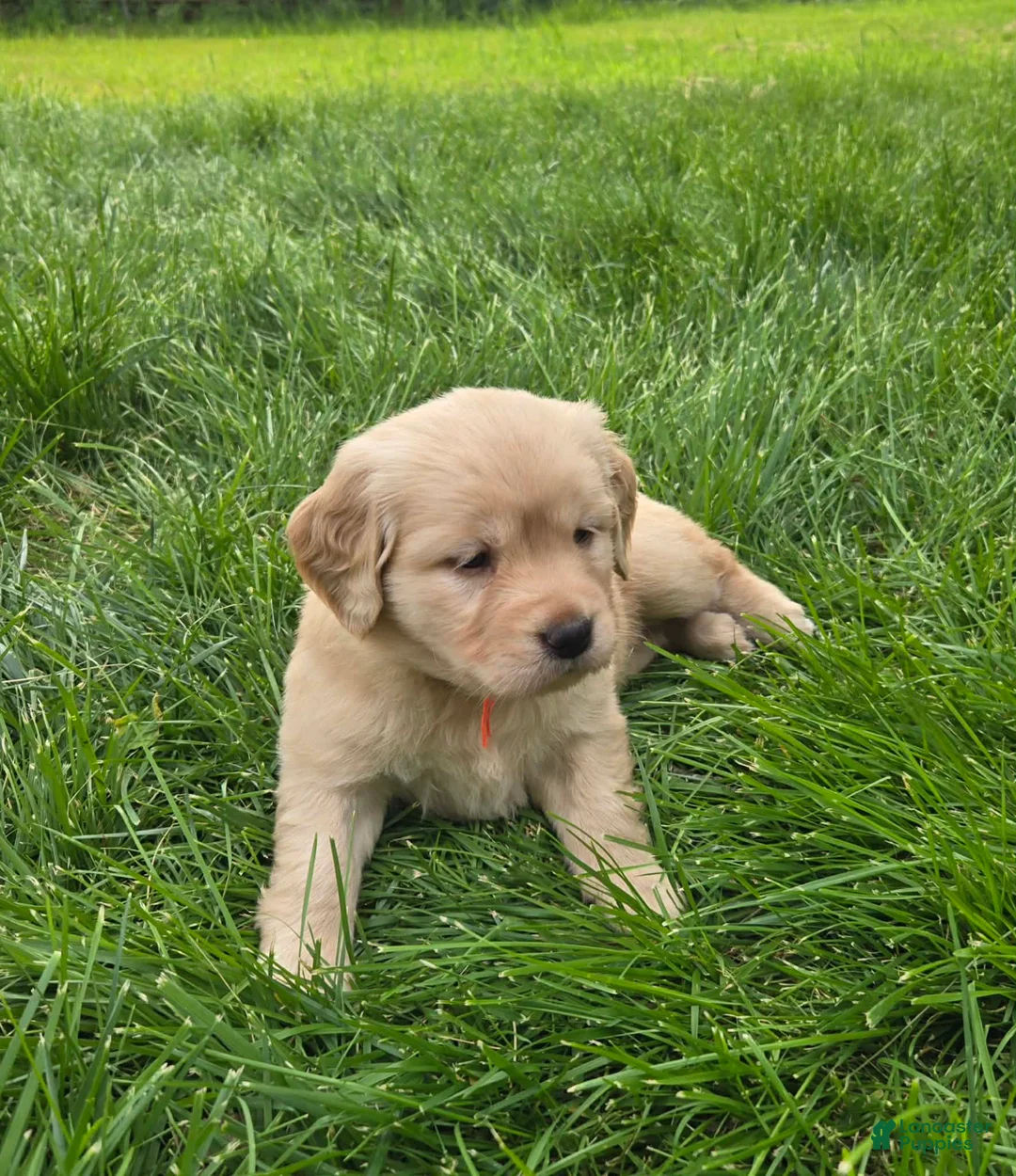 Golden Retriever dogs for sale: Golden Retriever Puppy 2 - Ad 2