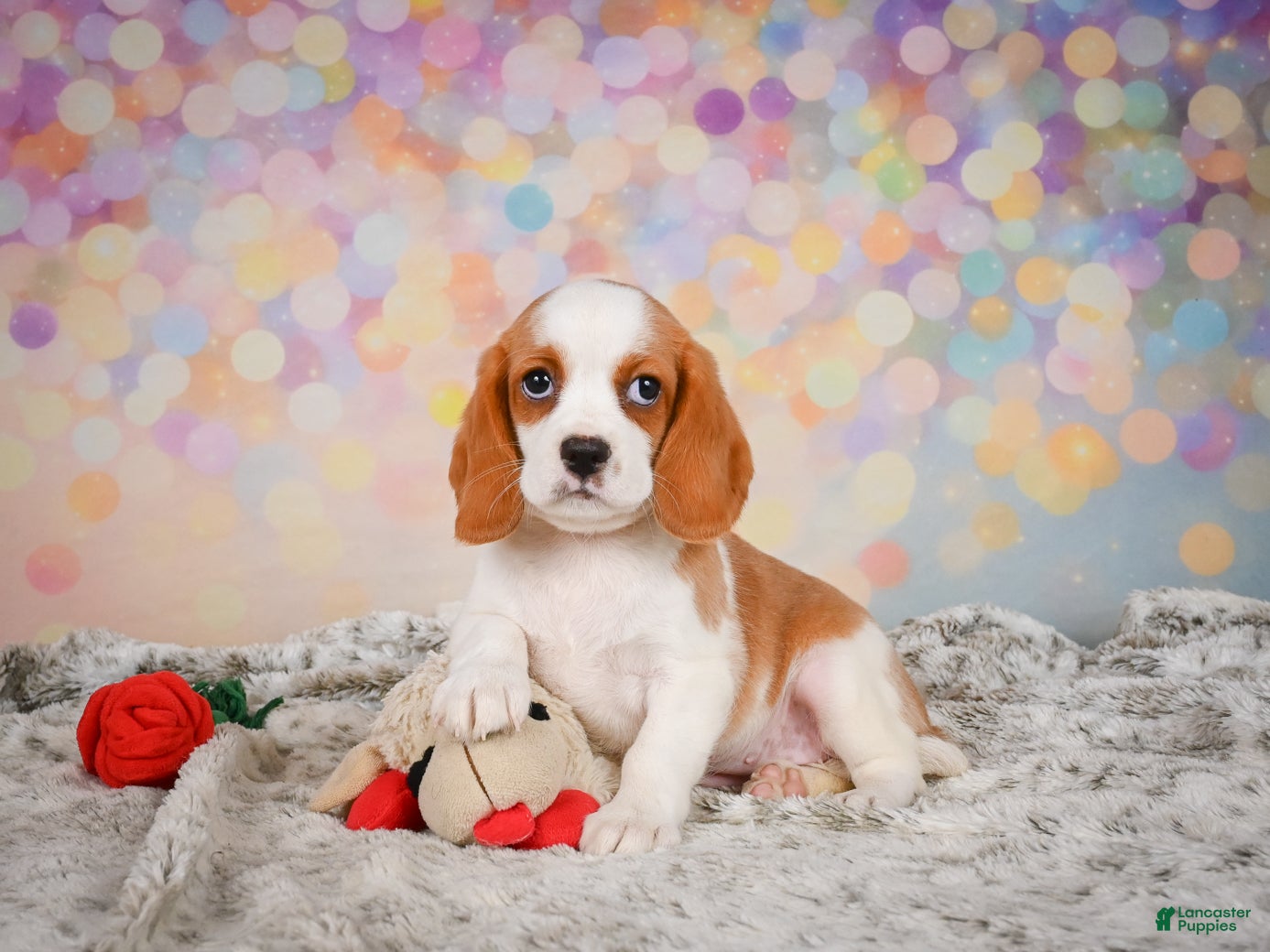 Beaglier dogs Brooke - Ad 1