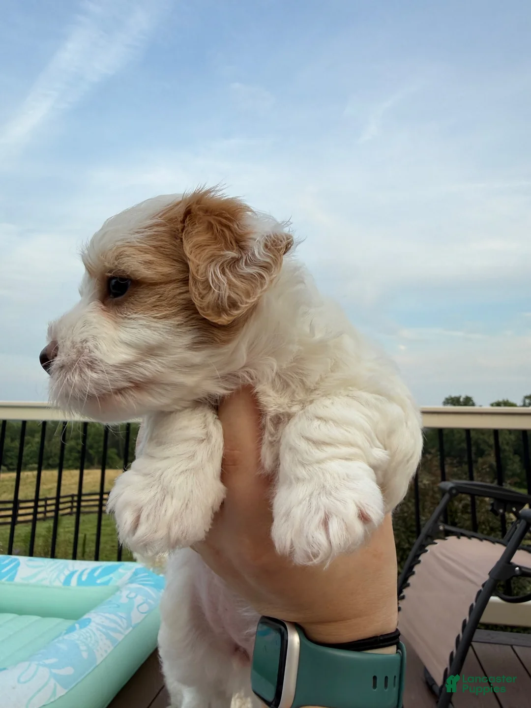 Mixed Breed dogs for sale: Mixed Breed 3 - Ad 7
