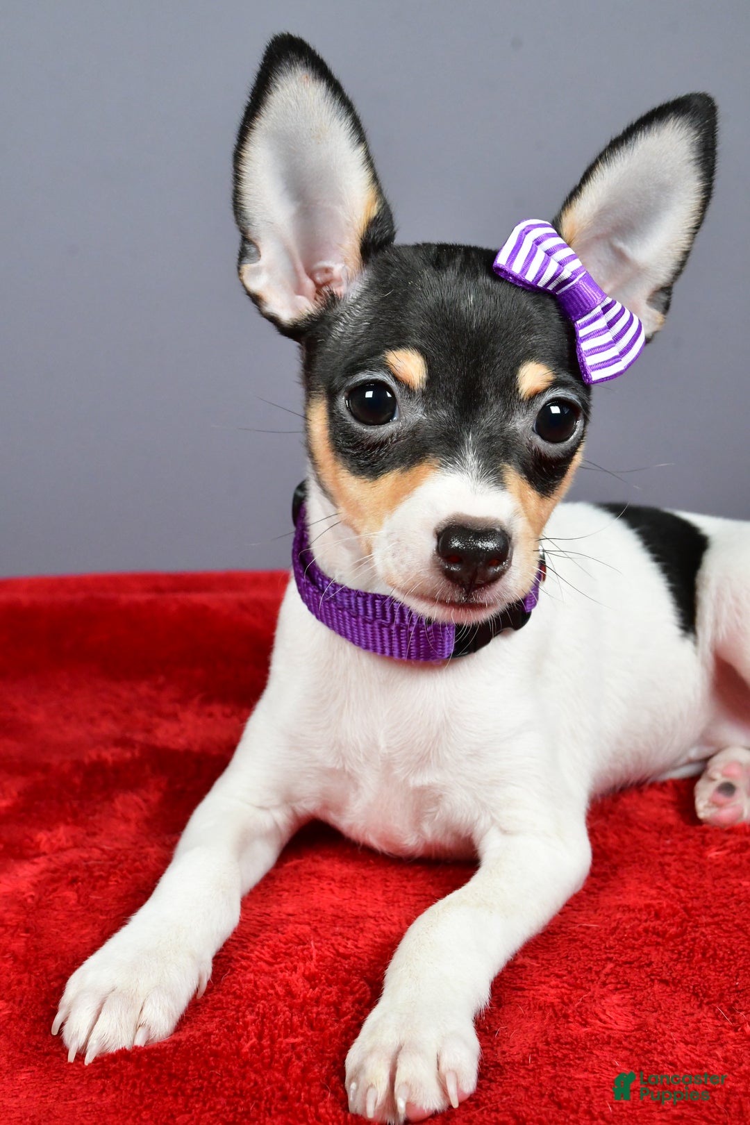 Toy Fox Terrier dogs for sale: Lucy - Ad 4