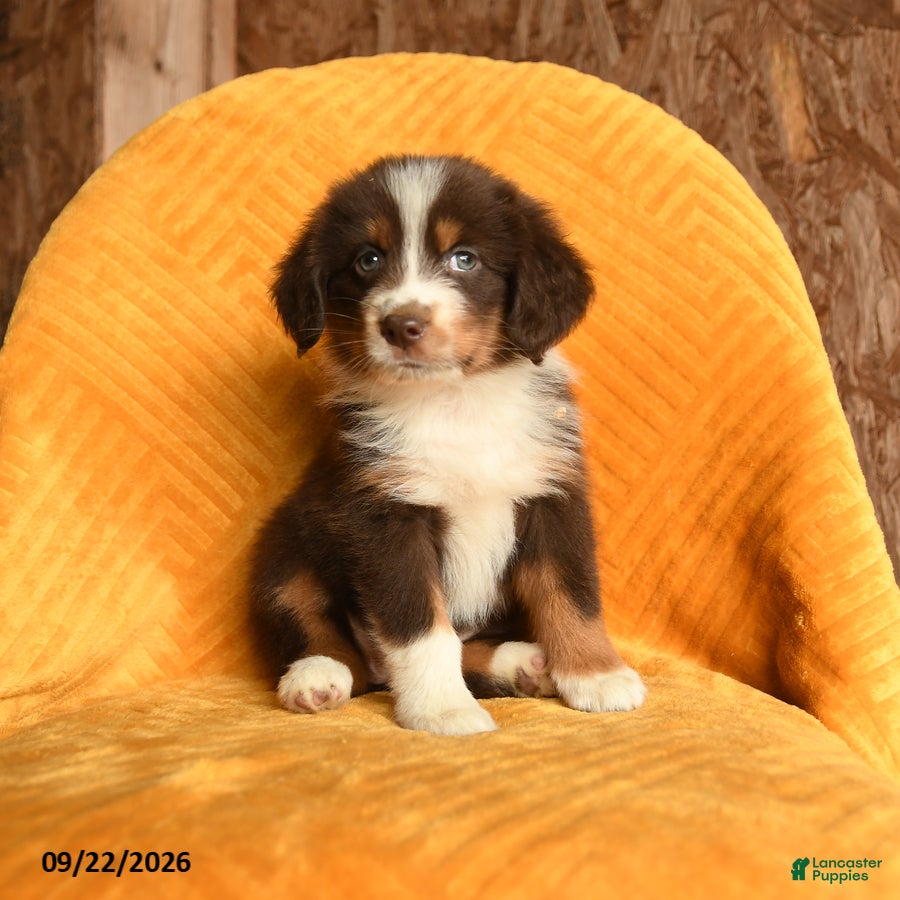 Mixed Breed dogs Lou - Ad 1