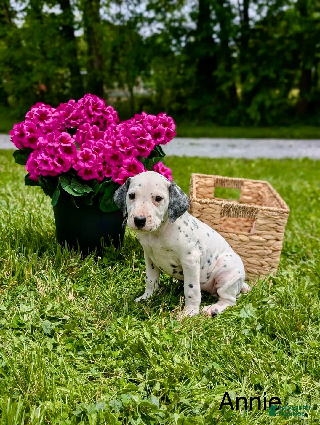 Mixed Breed dogs for sale: Annie - Ad 1