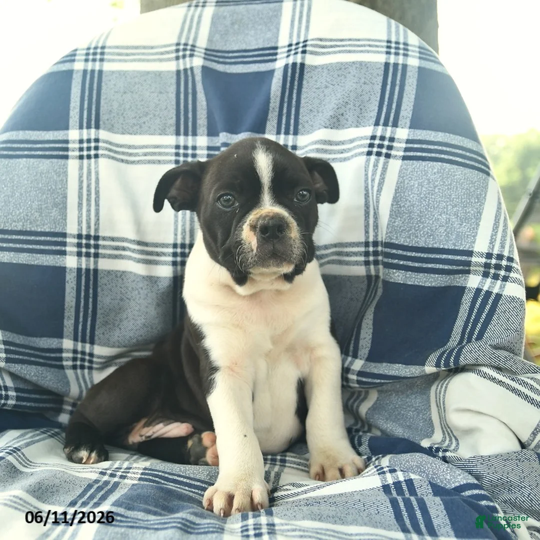 Boston Terrier dogs for sale: Flash  - Ad 3