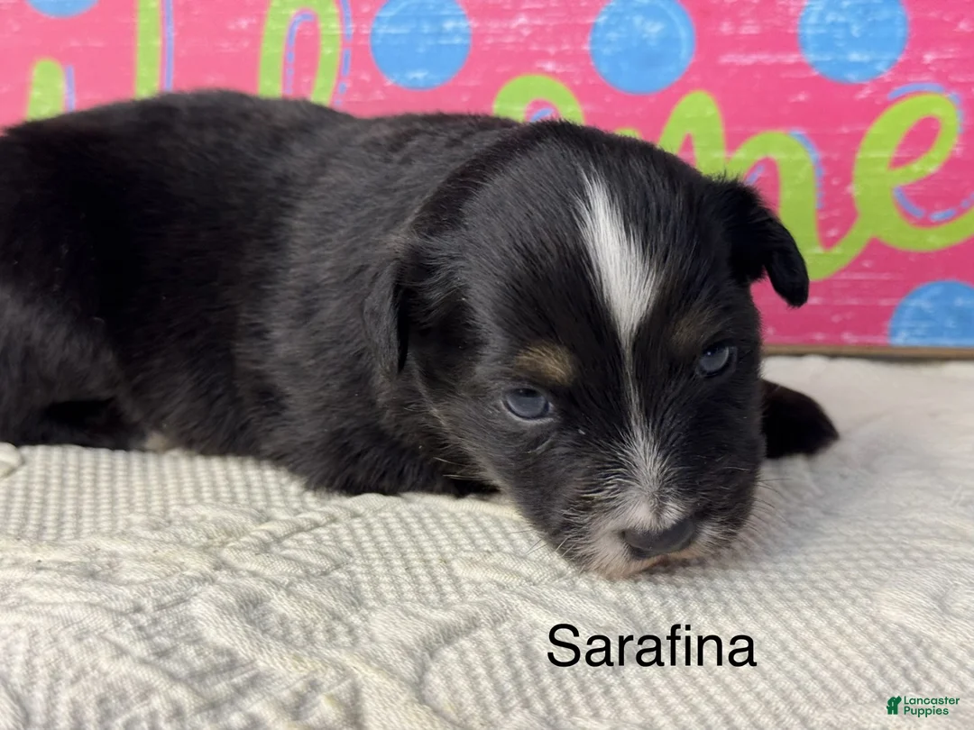 Miniature Australian Shepherd dogs for sale: Sarafina - Ad 1