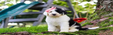 Callie