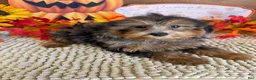 Cockapoo dogs for sale: Vanna - Ad 2