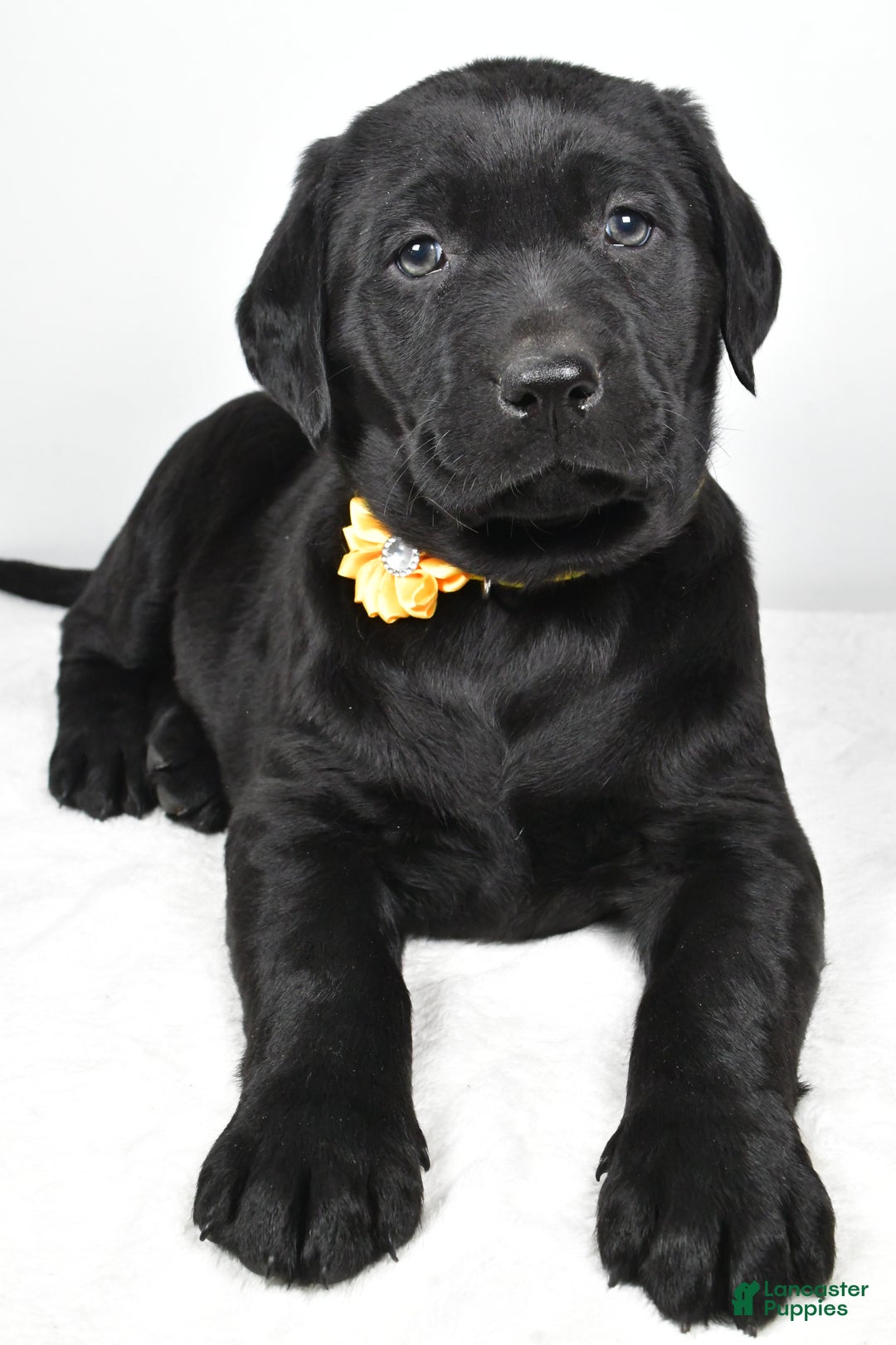 Labrador Retriever dogs for sale: Nellie - Ad 5