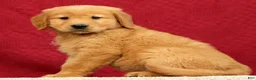Golden Retriever dogs for sale: Quinn - Ad 3