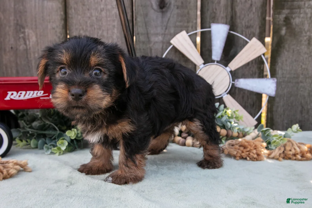 Yorkshire Terrier dogs for sale: Cypress - Ad 6