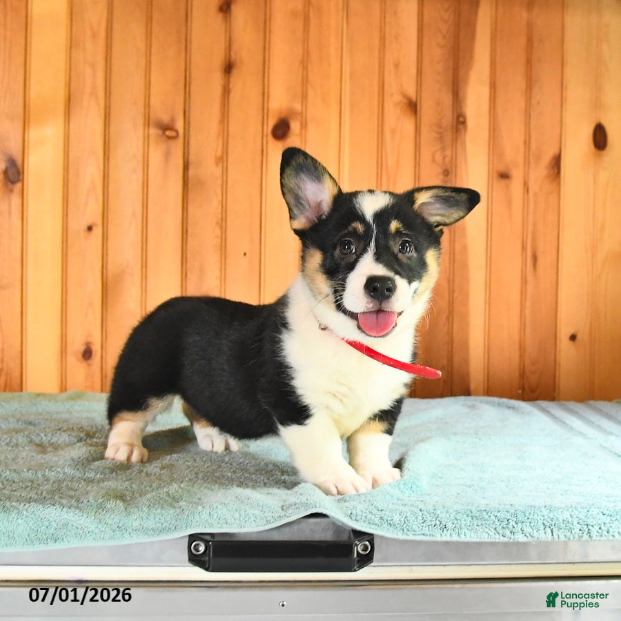 Welsh Corgi Pembroke dogs Jada - Ad 2