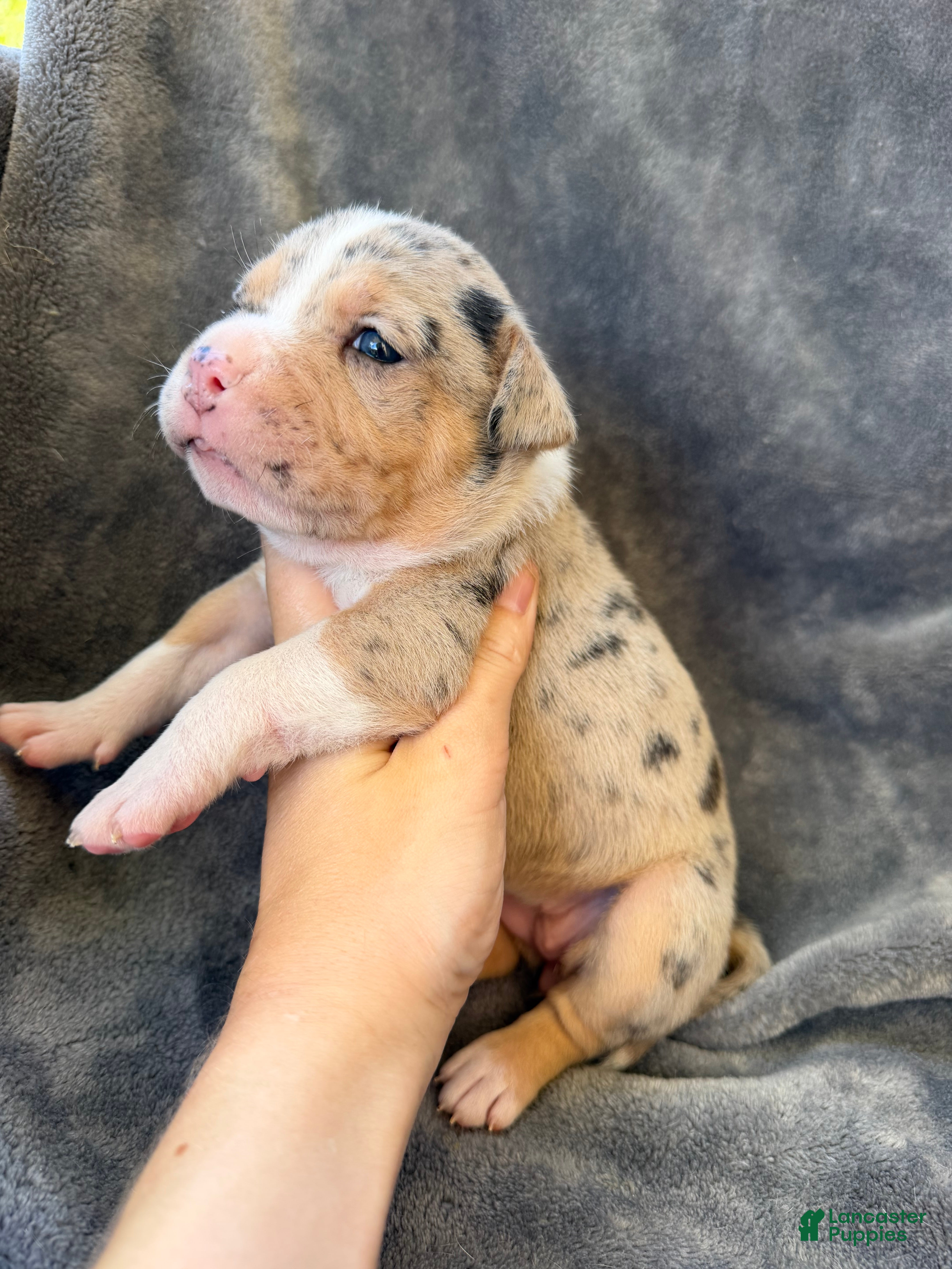American Bully dogs Olivia  - Ad 2