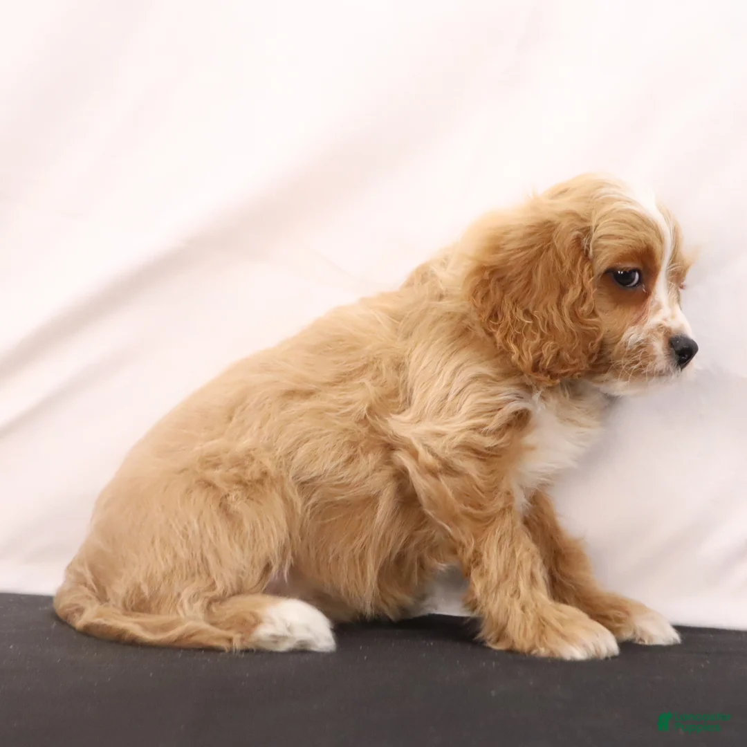 Cavapoo dogs for sale: Lilly - Ad 4