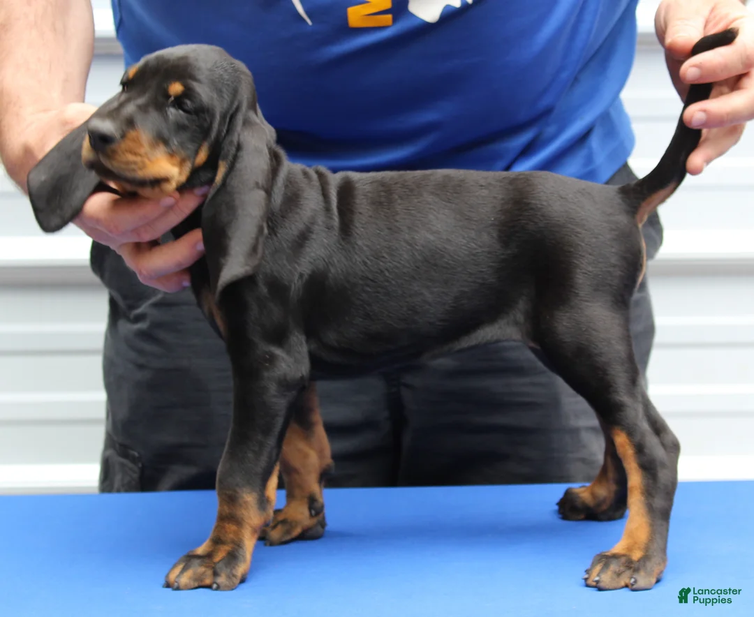 Black And Tan Coonhound dogs for sale: Liza - Ad 2