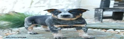 Australian Cattle Dog dogs for sale: Jason - Ad 2