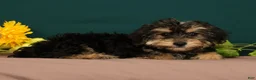 Yorkiepoo dogs for sale: Tito - Ad 1
