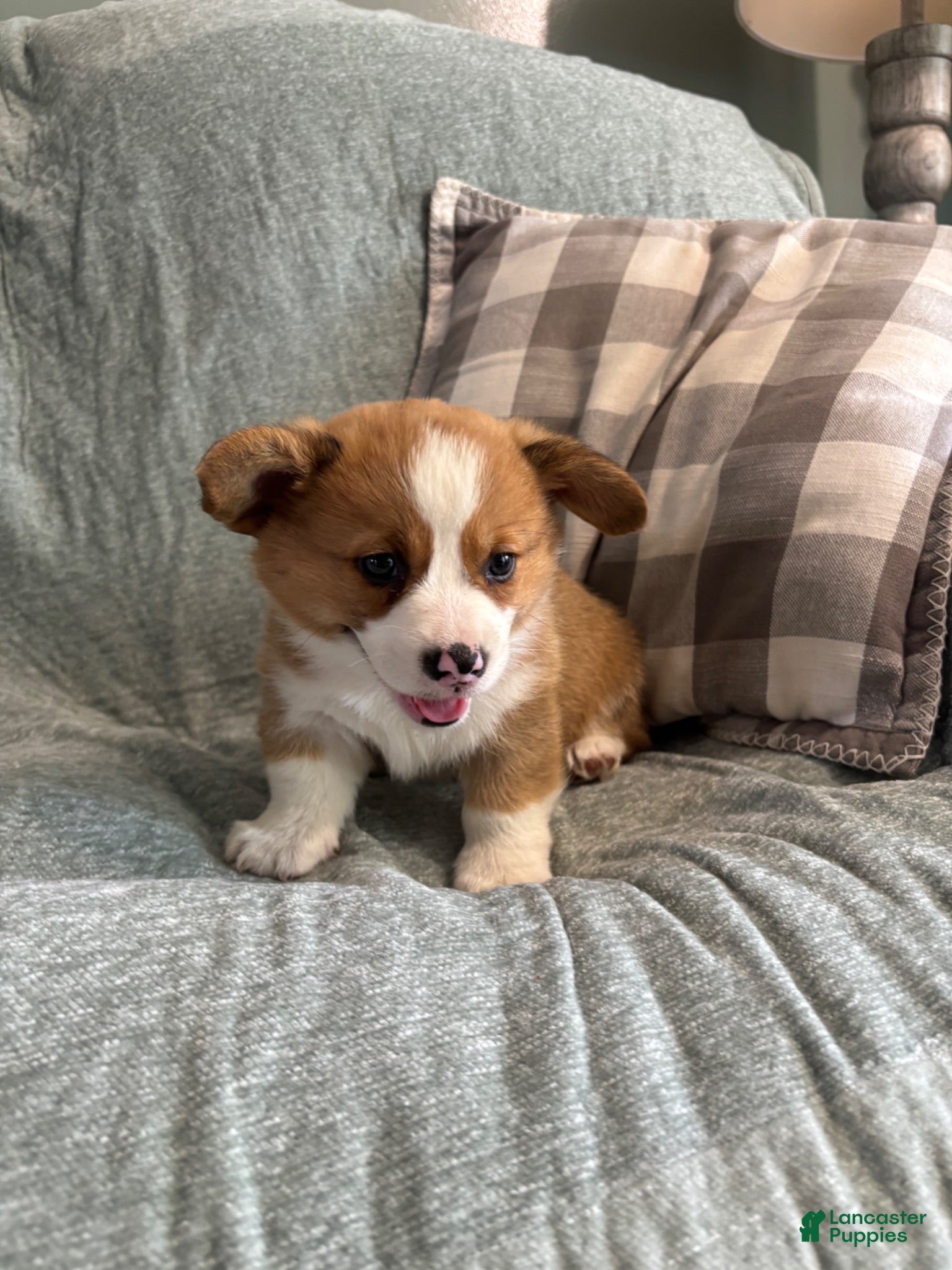 Welsh Corgi Pembroke dogs Welsh Corgi Pembroke 1 - Ad 1