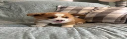 Welsh Corgi Pembroke dogs for sale: Welsh Corgi Pembroke 1 - Ad 1