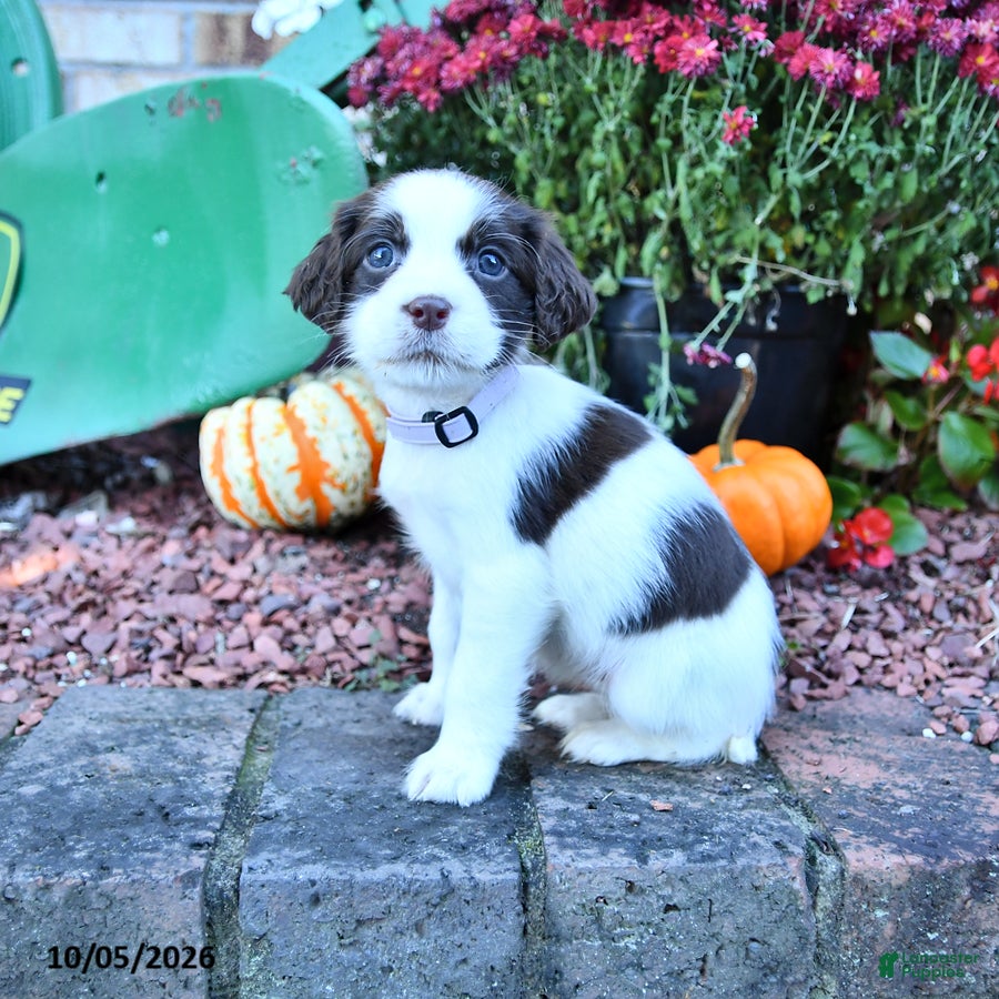 Angel (English Springer Spaniel, Female) in New Philadelphia, OH