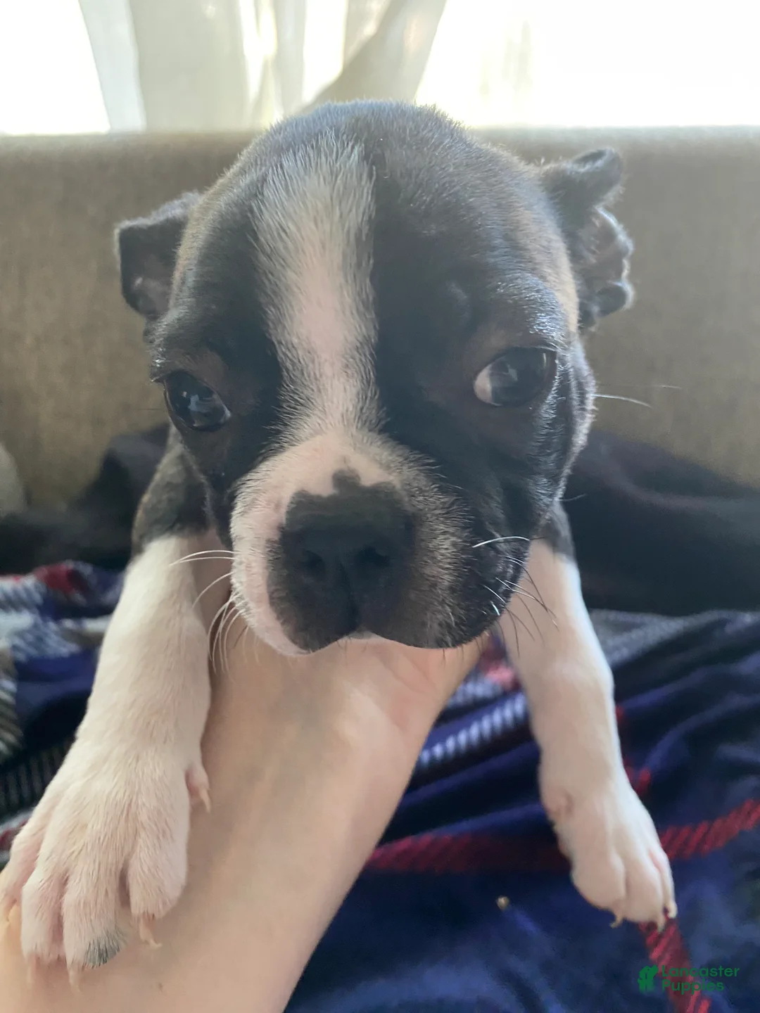 Boston Terrier dogs for sale: Hans - Ad 2