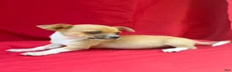 Chihuahua dogs for sale: Chihuahua 2 - Ad 5