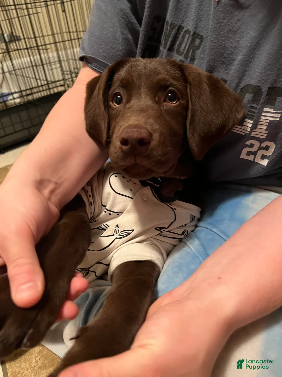 Gallery Image {{count}}