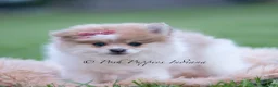 Pomeranian dogs for sale: Precious - Ad 4