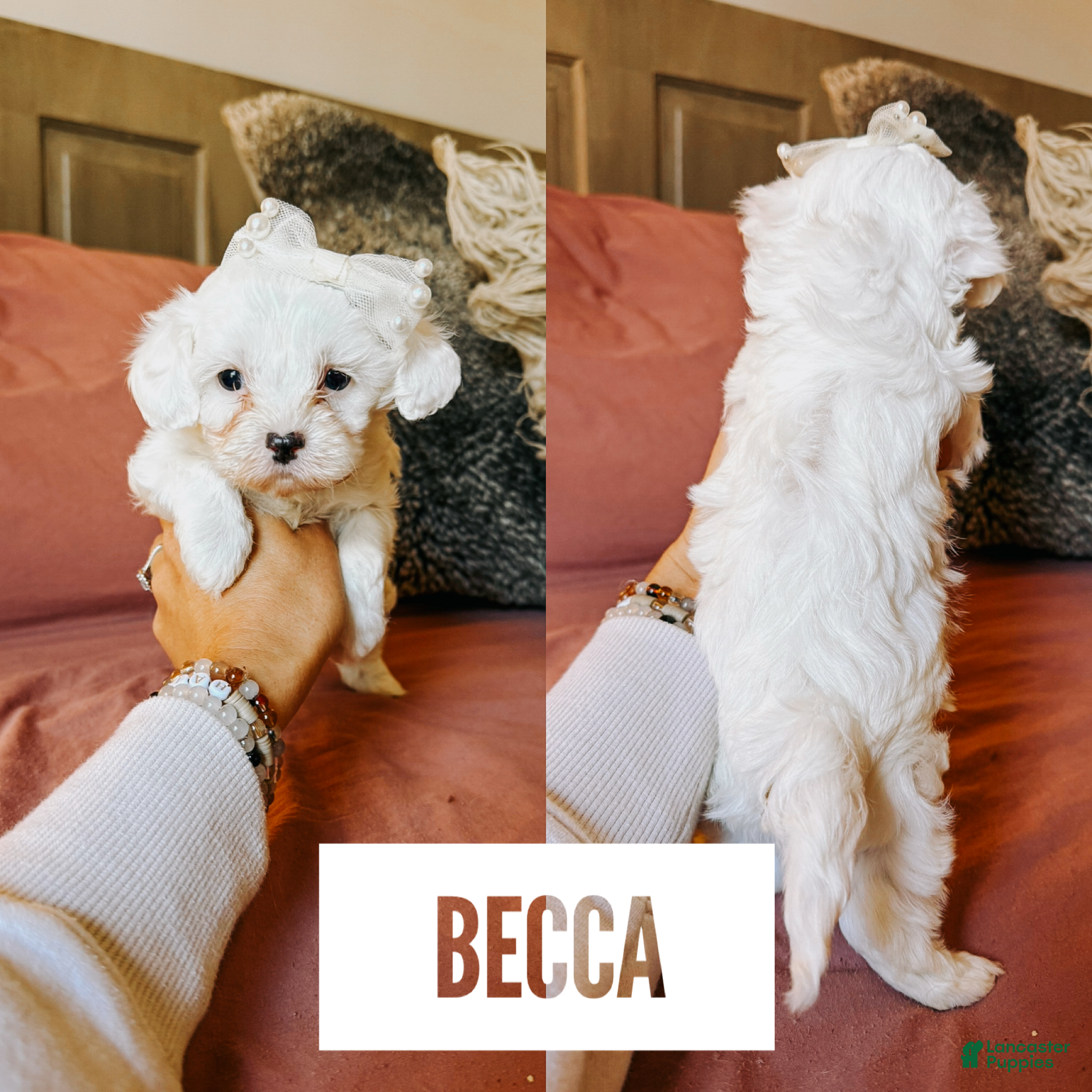Cavapoo dogs Becca  - Ad 4