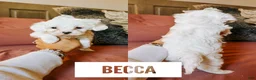 Cavapoo dogs for sale: Becca  - Ad 2