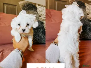 Cavapoo dogs Becca - Ad 4