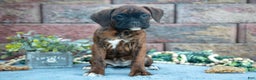 Boxer dogs for sale: Rita - Ad 2