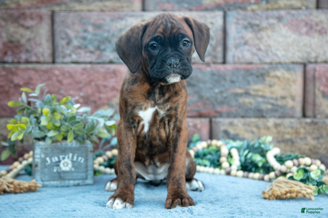 Boxer dogs for sale: Rita - Ad 2