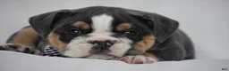 Beabull dogs for sale: Banjo - Ad 10