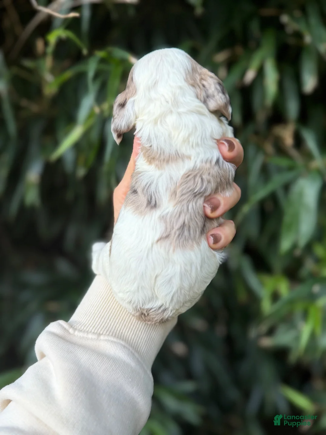 Cocker Spaniel dogs for sale: Cocker Spaniel 5 - Ad 2