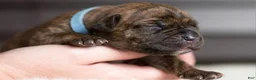 Cane Corso dogs for sale: Black Velvet Abyss Arctic Tempest  - Ad 5