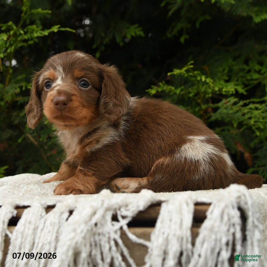 Miniature Dachshund dogs Ike - Ad 1