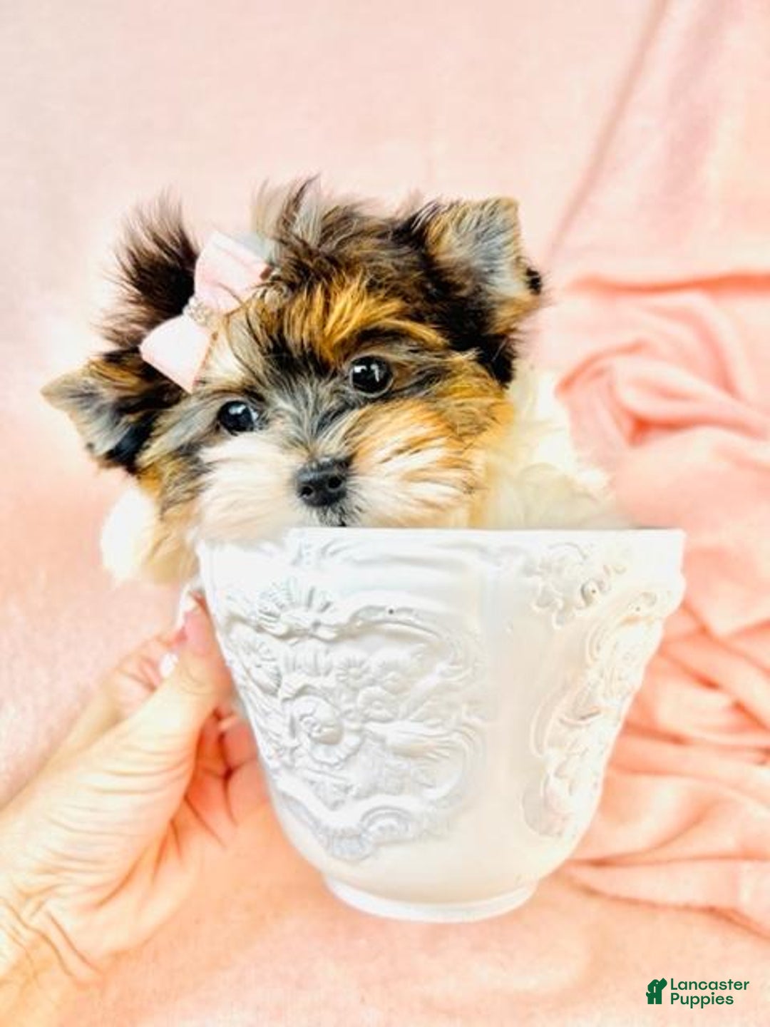 Yorkshire Terrier dogs for sale: Yorkshire Terrier Puppy 2 - Ad 1