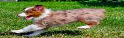 Miniature Australian Shepherd dogs for sale: Noah - Ad 5