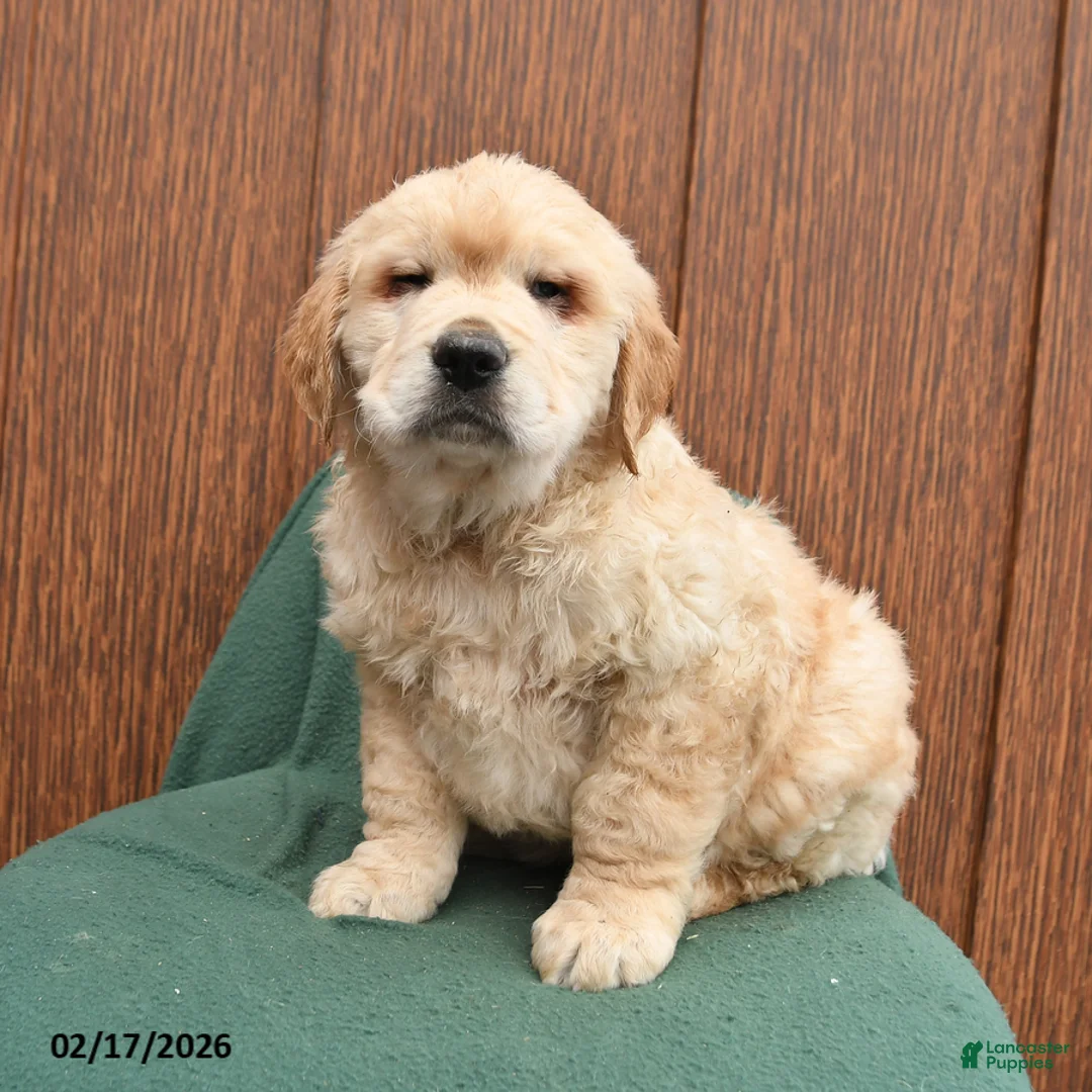 Golden Retriever dogs for sale: Bandit - Ad 1