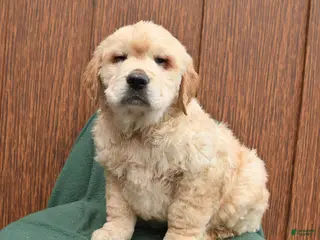 Golden Retriever dogs for sale: Bandit - Ad 1