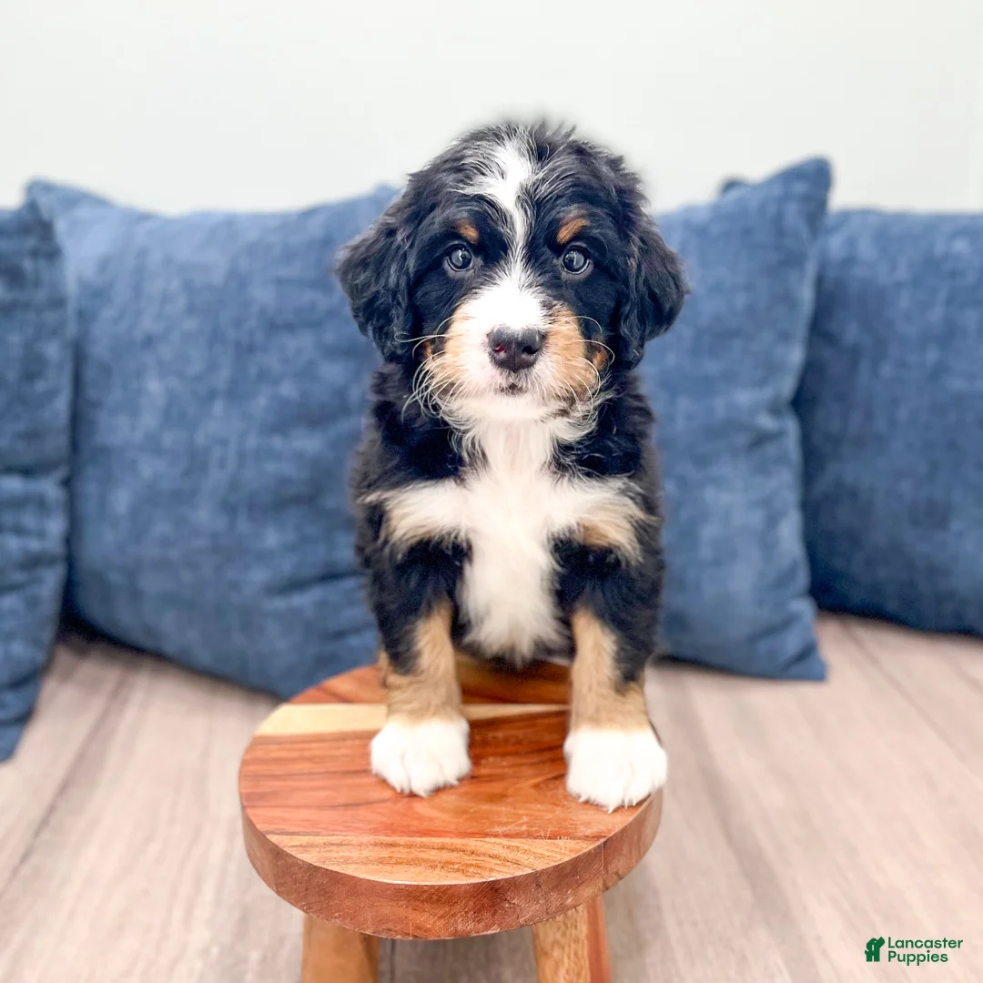 Mini Bernedoodle dogs for sale: Jordan - Ad 2