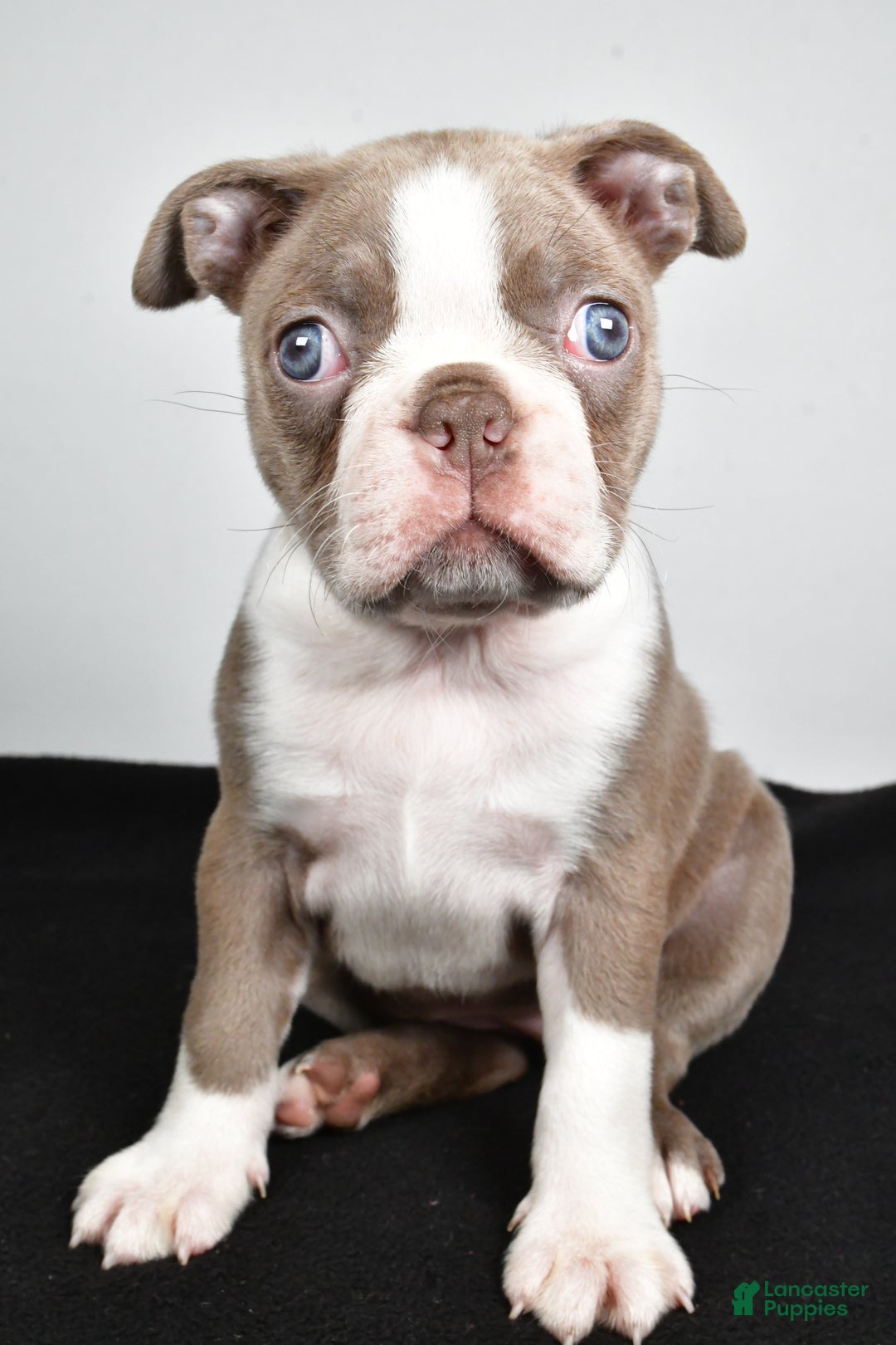 Boston Terrier dogs for sale: Macy - Ad 2